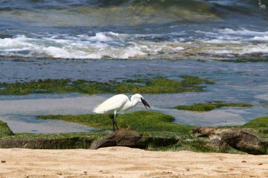 Kuzey İsrail'Akdeniz kıyısında balık Egretta yakalar 