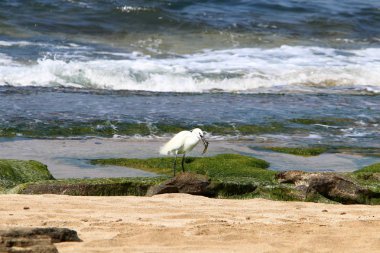 Kuzey İsrail'Akdeniz kıyısında balık Egretta yakalar 
