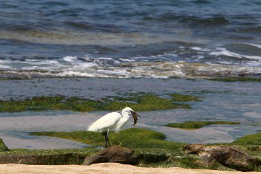 Kuzey İsrail'Akdeniz kıyısında balık Egretta yakalar 