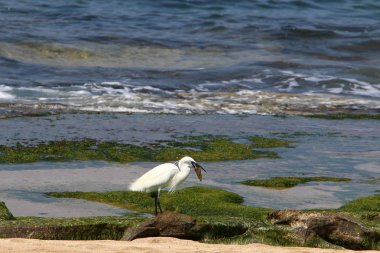 Kuzey İsrail'Akdeniz kıyısında balık Egretta yakalar 