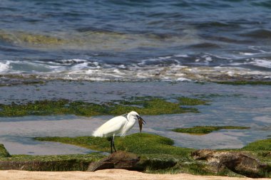 Kuzey İsrail'Akdeniz kıyısında balık Egretta yakalar 