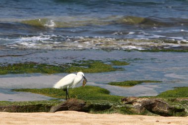 Kuzey İsrail'Akdeniz kıyısında balık Egretta yakalar 