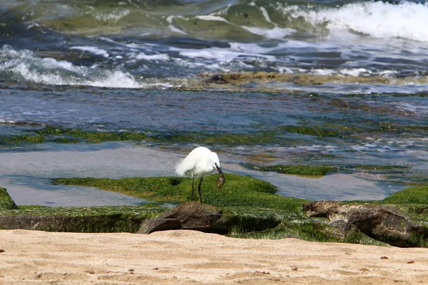 Egretta Fångar Fisk Stranden Medelhavet Norra Israel — Stockfoto