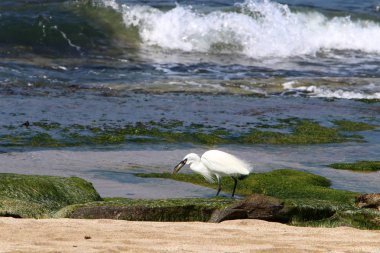 Kuzey İsrail'Akdeniz kıyısında balık Egretta yakalar 