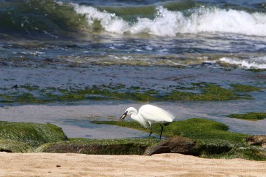 Kuzey İsrail'Akdeniz kıyısında balık Egretta yakalar 