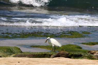 Kuzey İsrail'Akdeniz kıyısında balık Egretta yakalar 