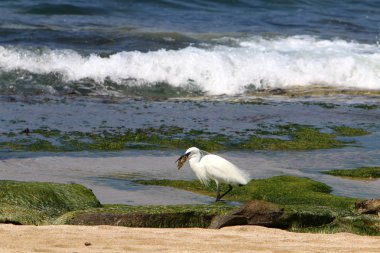 Kuzey İsrail'Akdeniz kıyısında balık Egretta yakalar 