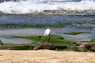 Kuzey İsrail'Akdeniz kıyısında balık Egretta yakalar 