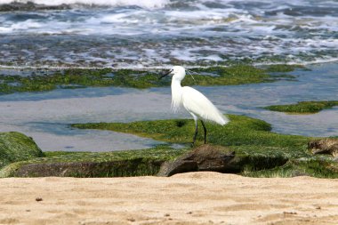 Kuzey İsrail'Akdeniz kıyısında balık Egretta yakalar 