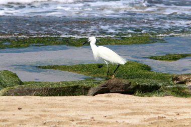 Kuzey İsrail'Akdeniz kıyısında balık Egretta yakalar 