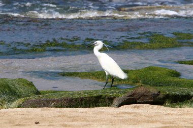 Kuzey İsrail'Akdeniz kıyısında balık Egretta yakalar 