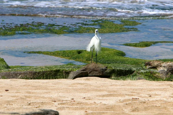 Egretta Catches Fish Shores Mediterranean Northern Israel — Stock Photo, Image