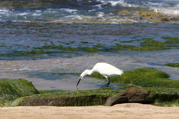 Egretta Ловит Рыбу Побережье Средиземного Моря Севере Израиля — стоковое фото