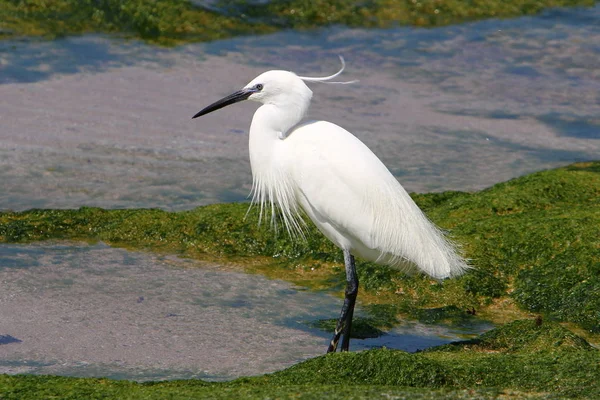 Egretta Úlovky Ryb Pobřeží Středozemního Moře Severním Izraeli — Stock fotografie