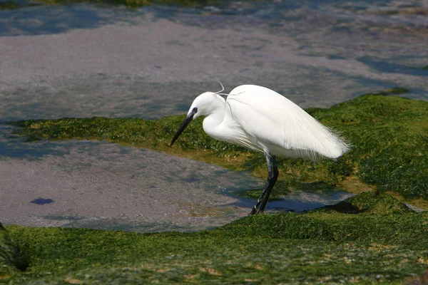 Egretta Captura Peixe Nas Margens Mediterrâneo Norte Israel — Fotografia de Stock