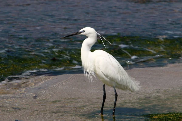 Egretta Fängt Fische Den Ufern Des Mittelmeeres Nordisrael — Stockfoto