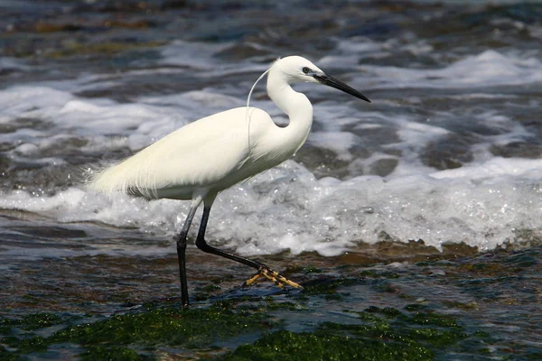 stock image egretta catches fish on the shores of the Mediterranean in northern Israel 