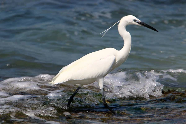 Egretta Fängt Fische Den Ufern Des Mittelmeeres Nordisrael — Stockfoto