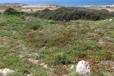 Akdeniz'de İsrail devletinin kuzey kıyısında 