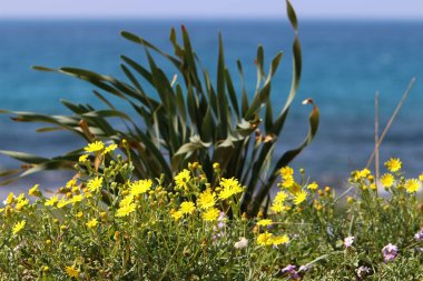 Akdeniz'de İsrail devletinin kuzey kıyısında 