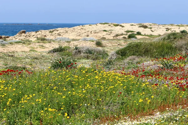 Kust Van Middellandse Zee Het Noorden Van Staat Israël — Stockfoto