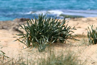 yeşil bitkiler ve çiçekler kum üzerinde zor koşullarda büyüdü 