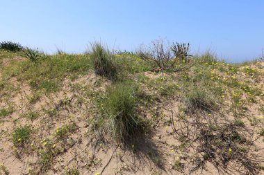 yeşil bitkiler ve çiçekler kum üzerinde zor koşullarda büyüdü 