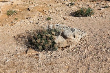 yeşil bitkiler ve çiçekler kum üzerinde zor koşullarda büyüdü 