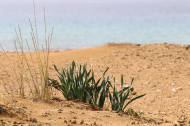 yeşil bitkiler ve çiçekler kum üzerinde zor koşullarda büyüdü 