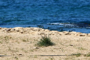 yeşil bitkiler ve çiçekler kum üzerinde zor koşullarda büyüdü 