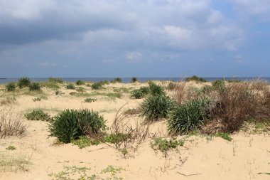 yeşil bitkiler ve çiçekler kum üzerinde zor koşullarda büyüdü 