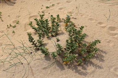 yeşil bitkiler ve çiçekler kum üzerinde zor koşullarda büyüdü 