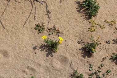 yeşil bitkiler ve çiçekler kum üzerinde zor koşullarda büyüdü 