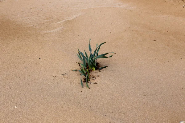 Green Plants Flowers Grew Difficult Conditions Sand — Stock Photo, Image