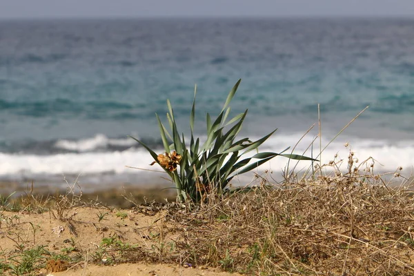 Зелені Рослини Квіти Виросли Складних Умовах Піску — стокове фото