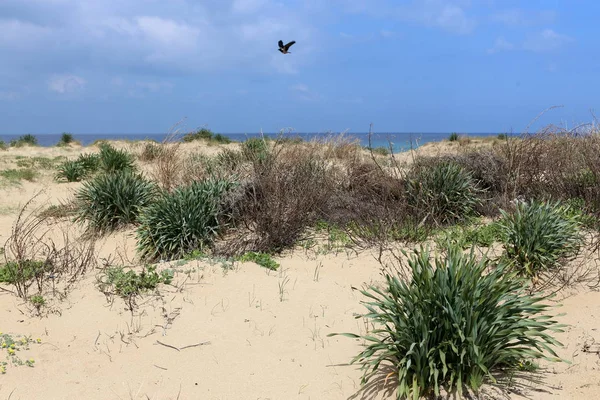 Groene Planten Bloemen Groeide Moeilijke Omstandigheden Het Zand — Stockfoto