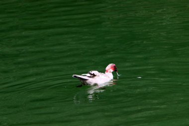 Incil 'e göre, nehrin sularında Isa Mesih vaftiz edildi 