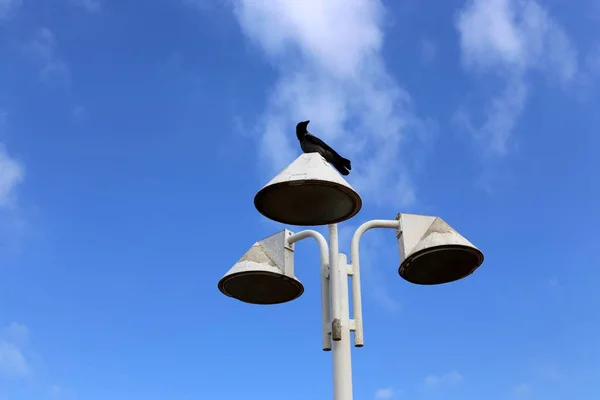 Lanterne Pour Éclairage Installé Dans Parc Municipal Israël — Photo