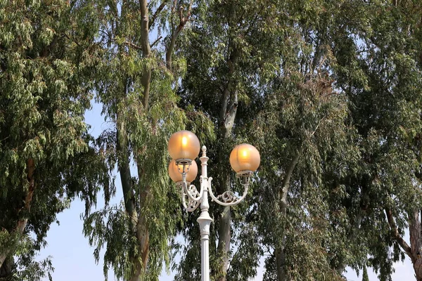 이스라엘의 공원에 — 스톡 사진