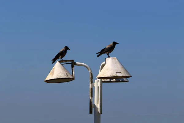 Lantern Lighting Installed City Park Israel — Stock Photo, Image