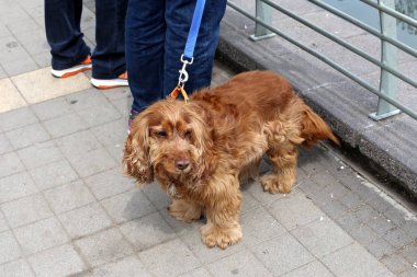 Akdeniz 'in kıyılarında yürüyen köpek 
