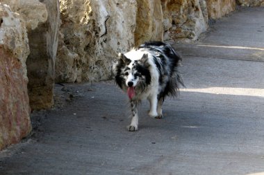 Akdeniz 'in kıyılarında yürüyen köpek 