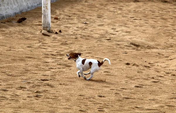 Akdeniz Kıyılarında Yürüyen Köpek — Stok fotoğraf