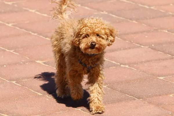 Cão Caminhando Nas Margens Mediterrâneo — Fotografia de Stock