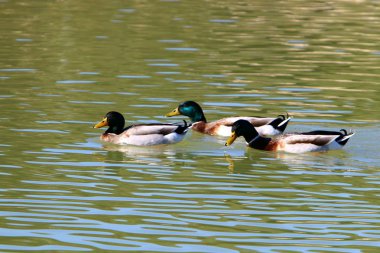 Kinneret Gölü 'Nün su seviyesi normal olarak 3,42 m 'dir.. 