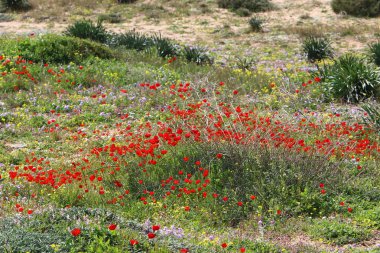 Kuzey Israil 'de bir orman Glade kırmızı Poppies Bloom 