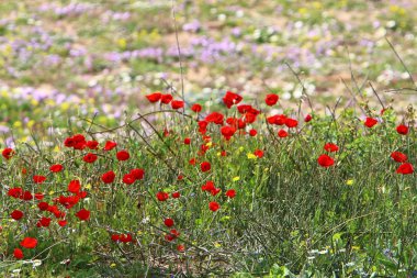 Kuzey Israil 'de bir orman Glade kırmızı Poppies Bloom 