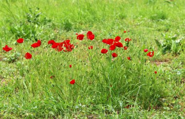 Kuzey Israil 'de bir orman Glade kırmızı Poppies Bloom 