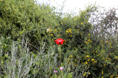 Kuzey Israil 'de bir orman Glade kırmızı Poppies Bloom 