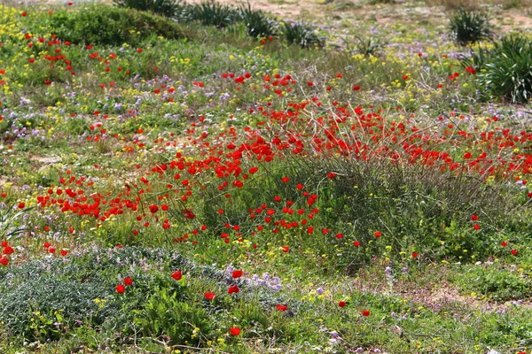 Las Amapolas Rojas Florecen Claro Bosque Norte Israel — Foto de Stock